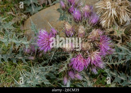 Pyrenäendistel, Carduus carlinoides, blüht hoch in den Pyrenäen. Stockfoto