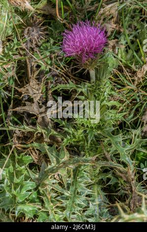 Alpine Thistle, Carduus defloratus in Blüte in den Pyrenäen. Stockfoto