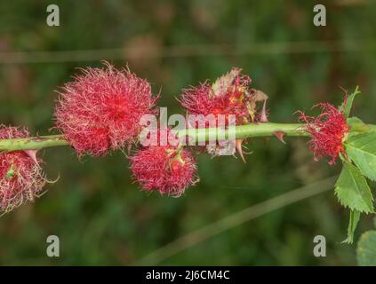 Robin's Nadelkissen, Diplolepis rosae, Galls auf Rosenbusch. Stockfoto