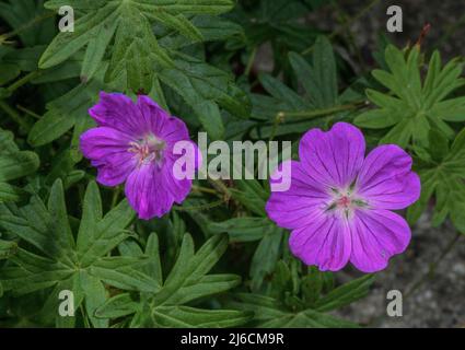 Blutiger Kranichschnabel, Geranium sanguineum, blüht im Spätsommer. Stockfoto