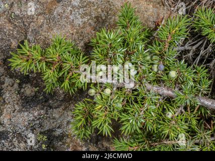 Zwerg Wacholder, Juniperus communis var. saxatilis, mit Beeren, hoch in den Pyrenäen. Stockfoto