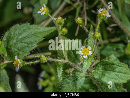 Shaggy-Soldat, Galinsoga quadriradiata, eingebürgert in Europa, aus Mexiko. Stockfoto