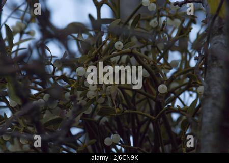 In der Natur parasitiert Mistel (Viscum Album) am Baum. Stockfoto