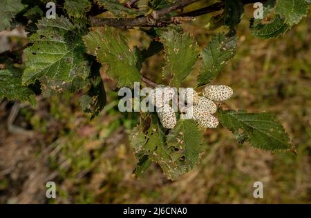 Weibliche Zapfen der Grünen Erle, Alnus alnobetula, wachsen durch einen Strom in den Karpaten. Stockfoto
