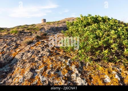 Orangenmoos und grüne Pflanzen auf Felsen am Torre Argentario an der Westküste Sardiniens in der warmen Morgensonne, Italien, Europa Stockfoto
