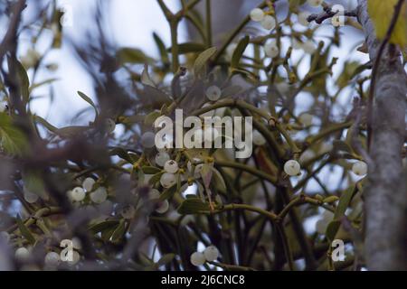 In der Natur parasitiert Mistel (Viscum Album) am Baum. Stockfoto