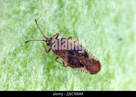 Physatocheila smreczynskii. Ein Insekt, das zu den wahren Insekten gehört, ein Schädling von Apfelbäumen in Obstgärten und Gärten. Stockfoto