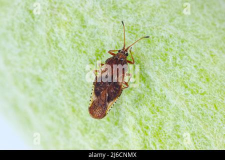 Physatocheila smreczynskii. Ein Insekt, das zu den wahren Insekten gehört, ein Schädling von Apfelbäumen in Obstgärten und Gärten. Stockfoto