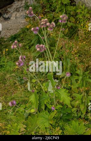 Große Marschdistel, Carduus personata ssp albidus in Blüte in den Karpaten. Stockfoto