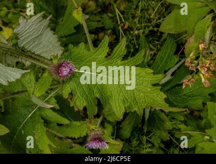 Große Marschdistel, Carduus personata ssp albidus in Blüte in den Karpaten. Stockfoto