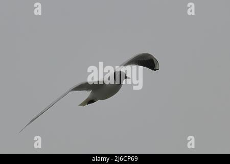 Nahaufnahme einer Schwarzkopfmöwe im Flug Stockfoto