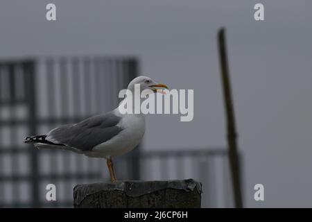 Nahaufnahme einer Heringmöwe, die auf einer Stange steht Stockfoto