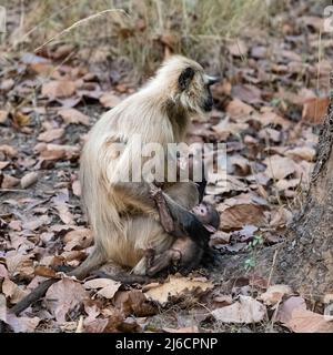 Graue Languren, Mutter mit zwei Babys, Affen, Indien, Madhya Pradesh Stockfoto