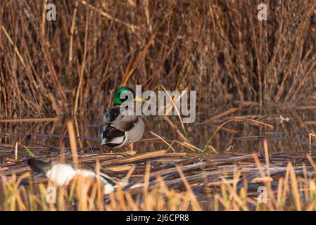 Wilde Enten zu Fuß im Park, entendrake auf der Straße im Sommer. Wilde entendrake Stockfoto