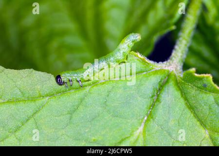 Kleine Stachelbeere-Säge Pristiphora rufipes - Blatt der Johannisbeere, die von den Larven frisst. Die Johannisbeersawfly ist ein Schädling von Johannisbeeren und Stachelbeeren. Stockfoto