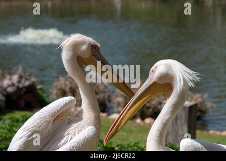 Große weiße Pelikane (Pelecanus onocrotalus), die nach dem Bad einen vergnüglichen Moment haben. Zwei Pelikane in der Nähe des Wassers Stockfoto