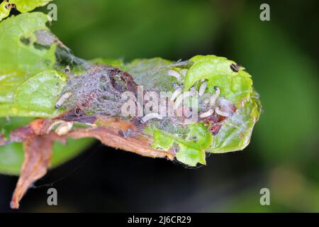 Die Gruppe der jungen Larven des Vogelkirschen-Ermins (Yponomeuta evonymella) verpuppen sich im dicht gepackten kommunalen, weißen Netz auf dem Baumstamm und den Ästen. Stockfoto