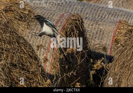 Gewöhnliche Elster, Pica pica, sucht Heurollen nach Nahrung. Stockfoto