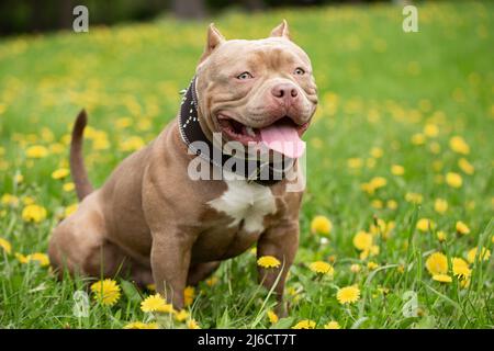Ein Hund der amerikanischen Bully-Rasse sitzt auf dem grünen Gras mit dem Dandelion auf einem Spaziergang. Der Hund streckte seine Zunge aus und ruht sich an einem Sommertag aus Stockfoto