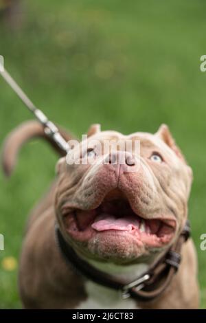 Porträt eines amerikanischen Bully-Hundes auf einem Spaziergang. Nahaufnahme, selektiver Fokus, unscharfer Hintergrund Stockfoto
