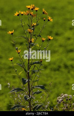 Jerusalemer Artischocke, Helianthus tuberosus, blüht im Herbst. Stockfoto