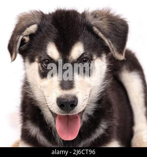Porträt eines Halbbrüten-Welpen eines osteuropäischen Schäfers. Farbe schwarz mit hellbraunen Markierungen, isoliert auf weißem Hintergrund Stockfoto