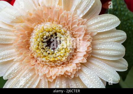 Gerbera Gänseblümchen Blume mit Regentropfen, Makro Stockfoto