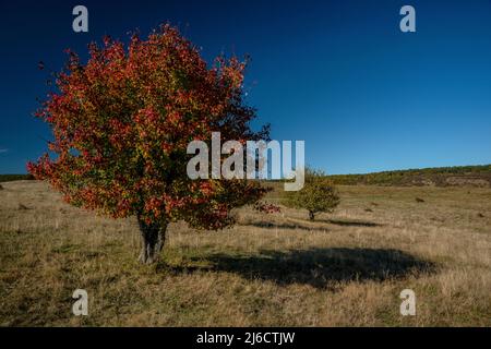 Europäische Wildbirne, Pyrus pyraster, Baum im offenen Grasland im sächsischen Siebenbürgen, Rumänien. Herbst. Stockfoto