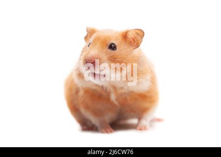 Hamster steht isoliert auf weißem Hintergrund Stockfoto