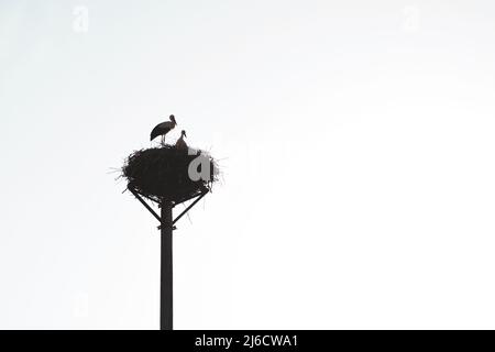 Silhouette von Mutter oder Vater Storch und Baby Storch im Nest bei Sonnenuntergang. Mutterschaft oder Vaterschaft Konzept. Alleinerziehende Konzept Stockfoto