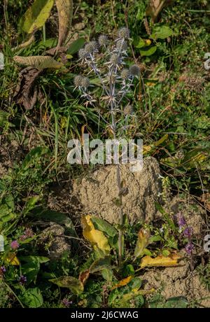 Blauer Eryngo, Eryngium planum, blühend im Grasland, Rumänien. Stockfoto