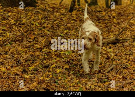 Rumänischer Trüffeljagd Hund in alten Wäldern im Herbst, in der Nähe von Archita, Sachsen-Siebenbürgen. Rumänien. Stockfoto