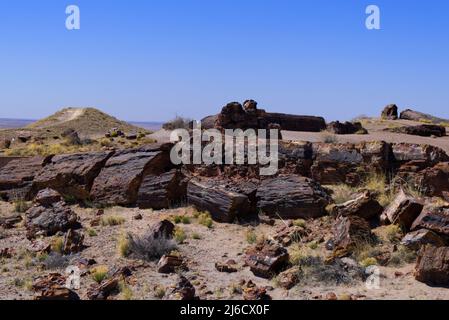 Arizona Petrified Forest - Giant Logs Trail Stockfoto