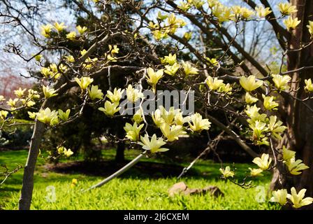 Gelber Magnolienbaum in Blüte in Lakewood, Ohio Stockfoto