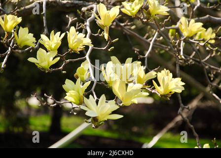 Gelber Magnolienbaum in Blüte in Lakewood, Ohio Stockfoto