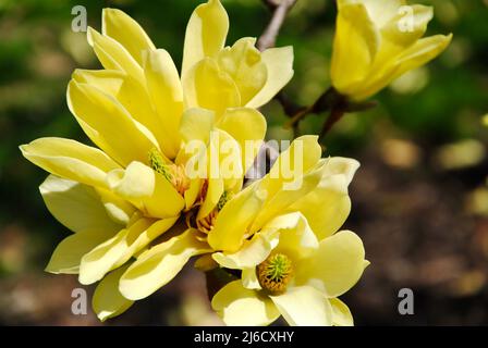 Gelber Magnolienbaum in Blüte in Lakewood, Ohio Stockfoto