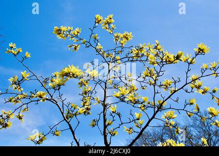 Gelber Magnolienbaum in Blüte in Lakewood, Ohio Stockfoto