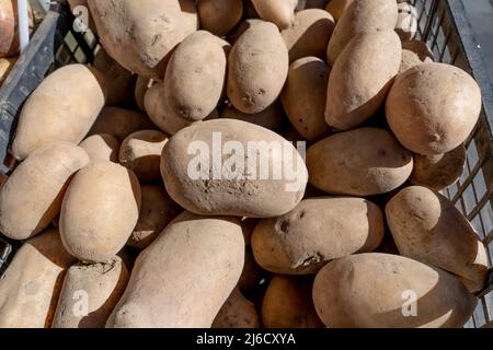 Ungewaschene Kartoffeln auf der Ladentisch Nahaufnahme. Stockfoto