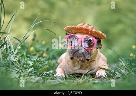 Französischer Bulldogge mit rosa Sonnenbrille und mexikanischem Strohhut Stockfoto