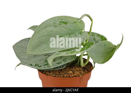 Exotische 'Scindapsus Pictus silvery Ann'-Zimmerpflanze auf weißem Hintergrund Stockfoto