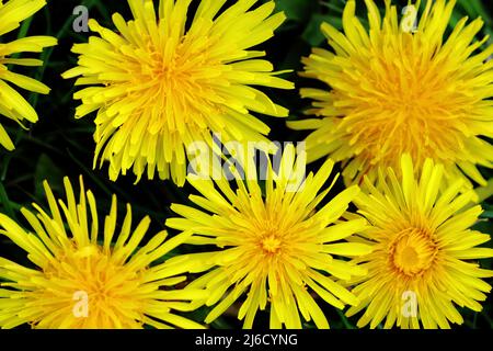 Nahaufnahme von mehreren Löchenkolbenblüten (Taraxacum) vor dunklem Hintergrund Stockfoto