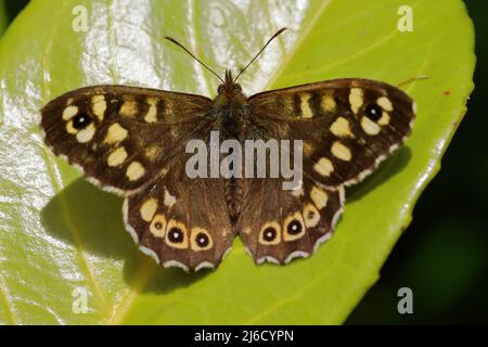 Ein gesprenkelter Waldschmetterling (Pararge aegeria) auf einem Stockfoto