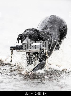 Ein schwarzer Labrador Retriever an einem Frühlingstag mit einem Stoßfänger im Wasser Stockfoto