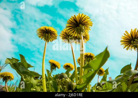 Der Elendelion blüht auf einem verschwommenen Himmelshintergrund. Stockfoto