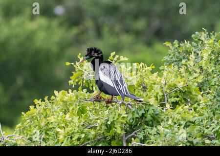 Ein männlicher Anhinga oder Schlangenvögel, der sein Brutgefieder von seinem Barsch hoch oben auf den Bäumen in der UTSMC-Rookery in Dallas, Texas, zeigt. Stockfoto