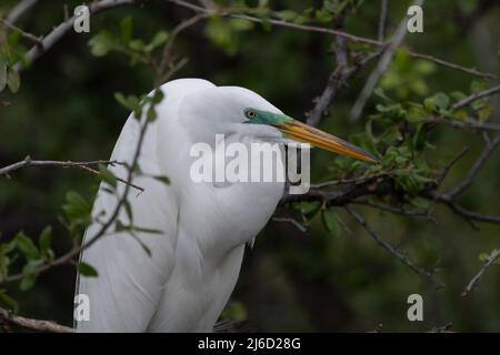 Ein großer Weißer Reiher, umgeben von Ästen und Blättern, sitzt an einem Frühlingsmorgen auf einem Zweig im Wald in der UTSWMC Rookery in Dallas, Texas. Stockfoto