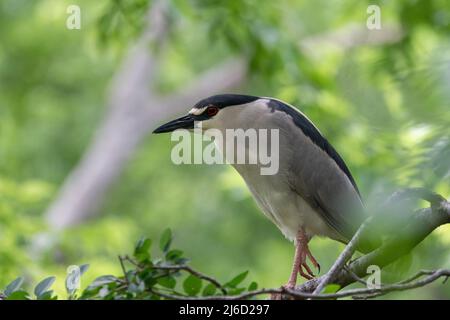 Profil eines schwarzgekrönten Nachtreihers, der an einem sonnigen Morgen auf einem Baumzweig in der UTSWMC-Rookery in Dallas, Texas, thront. Stockfoto