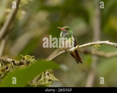 Ein Kolibri mit Rufous-Schwanz in Ecuador Stockfoto