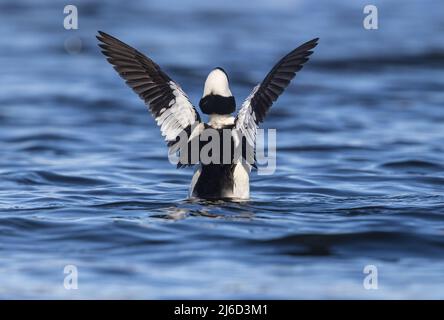 Drake bufflehead dehnt seine Flügel im Norden von Wisconsin. Stockfoto