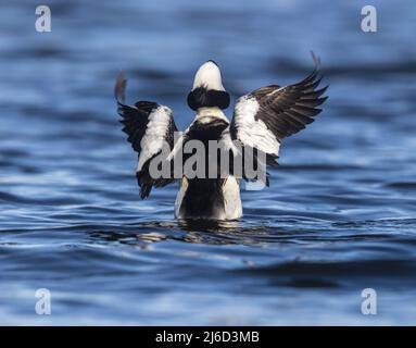 Drake bufflehead dehnt seine Flügel im Norden von Wisconsin. Stockfoto